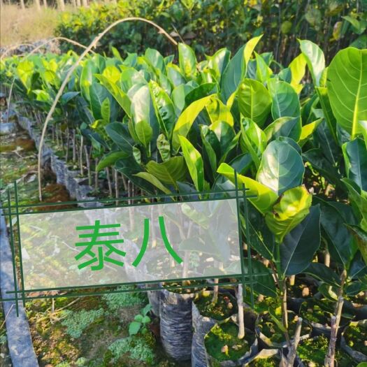 白沙县常有菠萝蜜苗  马来西亚一号 泰五  泰八 12号  大量现货 量大从优