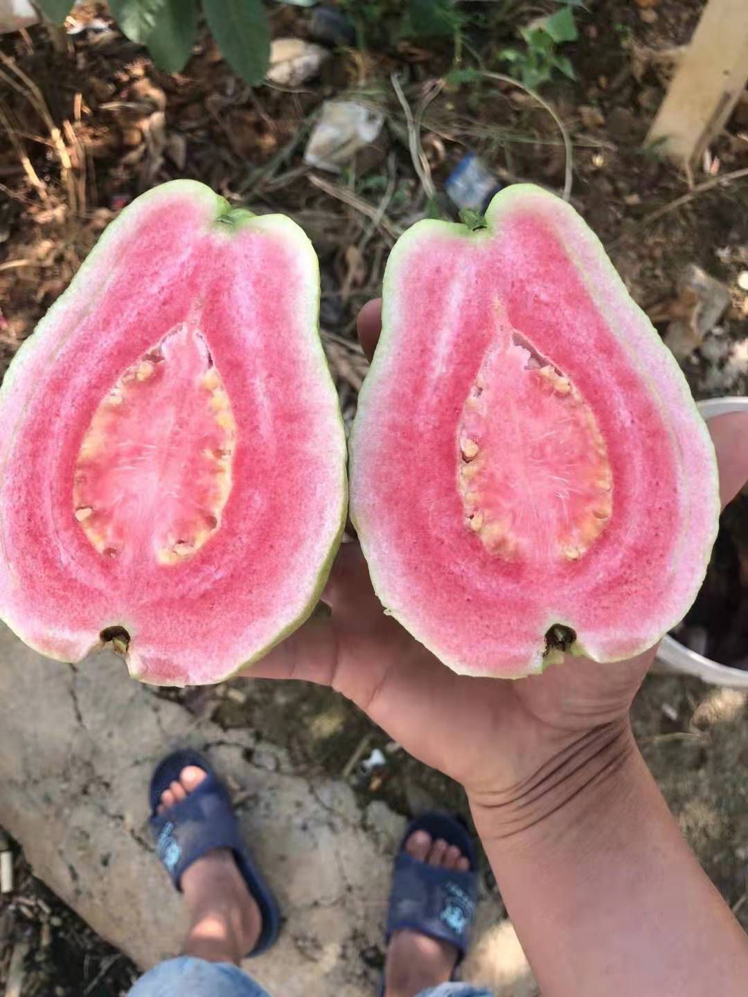 胭脂红番石榴苗  西瓜芭乐番石榴果苗