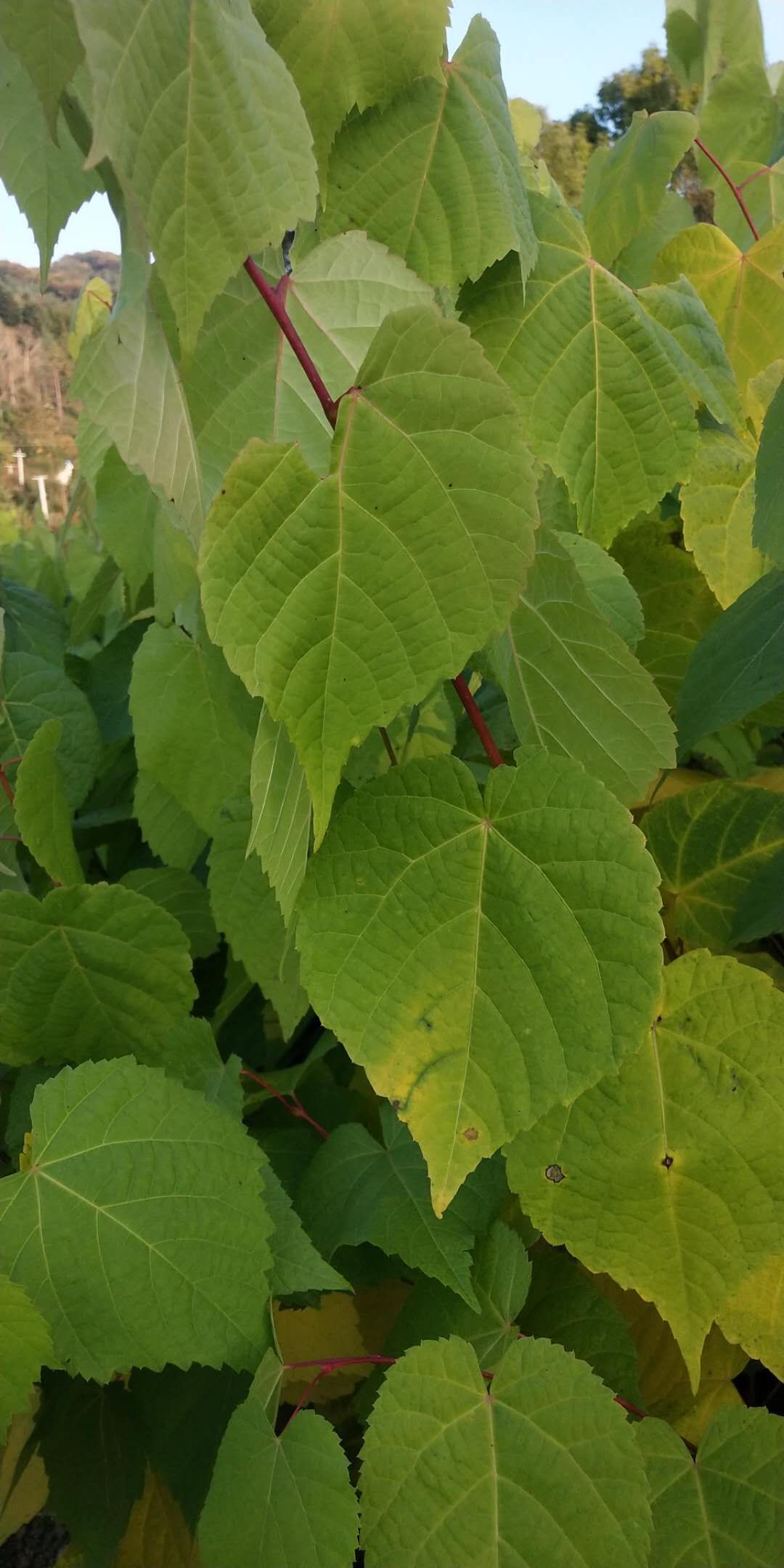 椴树苗  紫椴苗，绿化苗木，糠椴苗，小叶椴，大叶椴