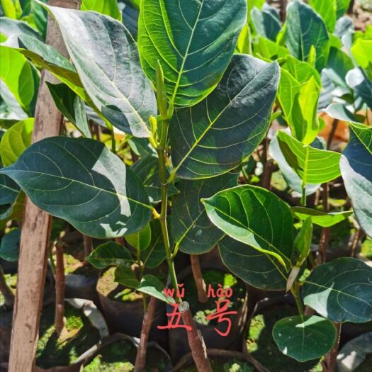 白沙县常有菠萝蜜苗  马来西亚一号   泰五     8号  大量现货  量大从优