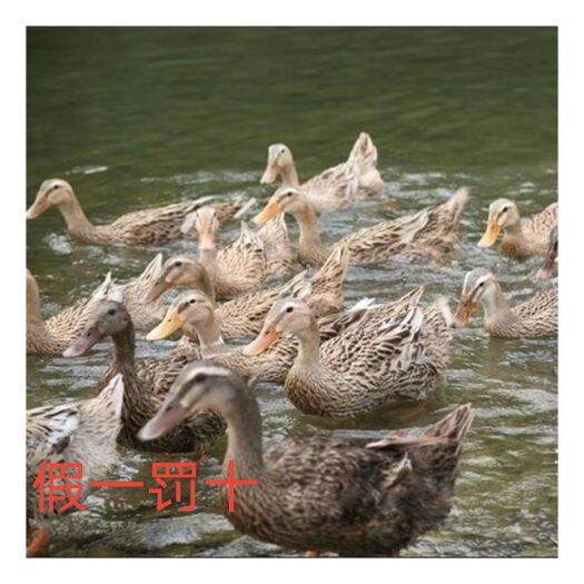 南宁蛋鸭苗长期供应