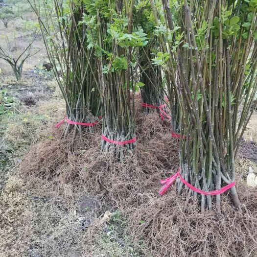 罗城县吴茱萸苗 