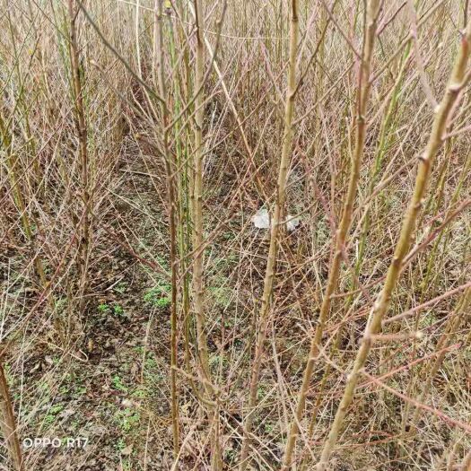 西华县毛桃苗 自己种植没有中间商   量大从优   一年苗