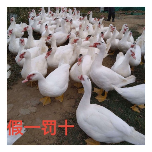 南宁优质正品白番鸭苗