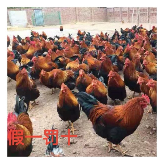 南宁麻鸡苗  清远