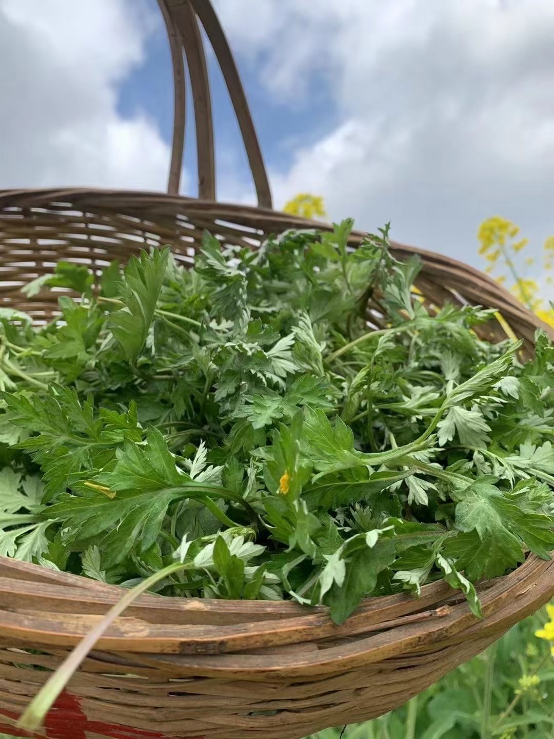 可食用艾草  新鲜艾叶，当天摘当天发货，三斤装