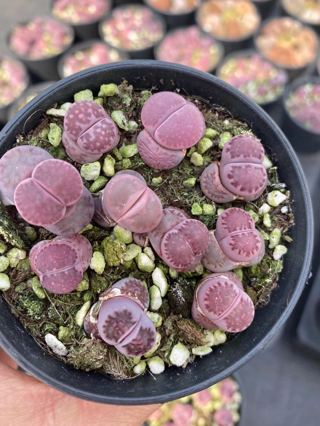 生石花  彩色混合，一件48装，整箱起发货。