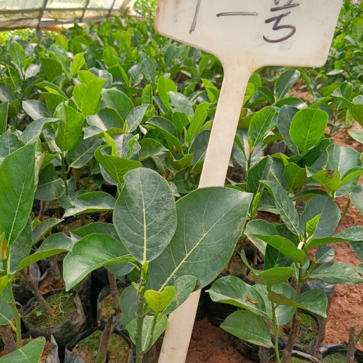 灵山县印泥红菠萝蜜苗，干包果肉脆甜适合庭园！