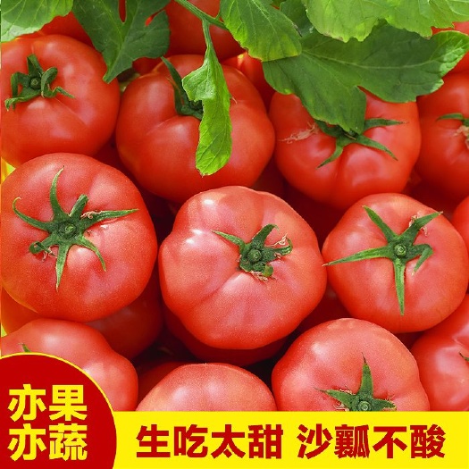西红柿水果西红柿，八马蔬菜专业合作社基地直供