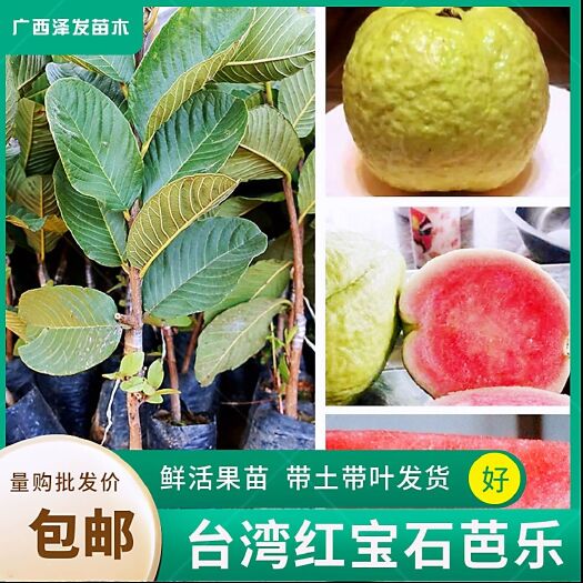 灵山县红宝石芭乐番石榴苗 嫁接营养杯苗 包邮发货 品质保证