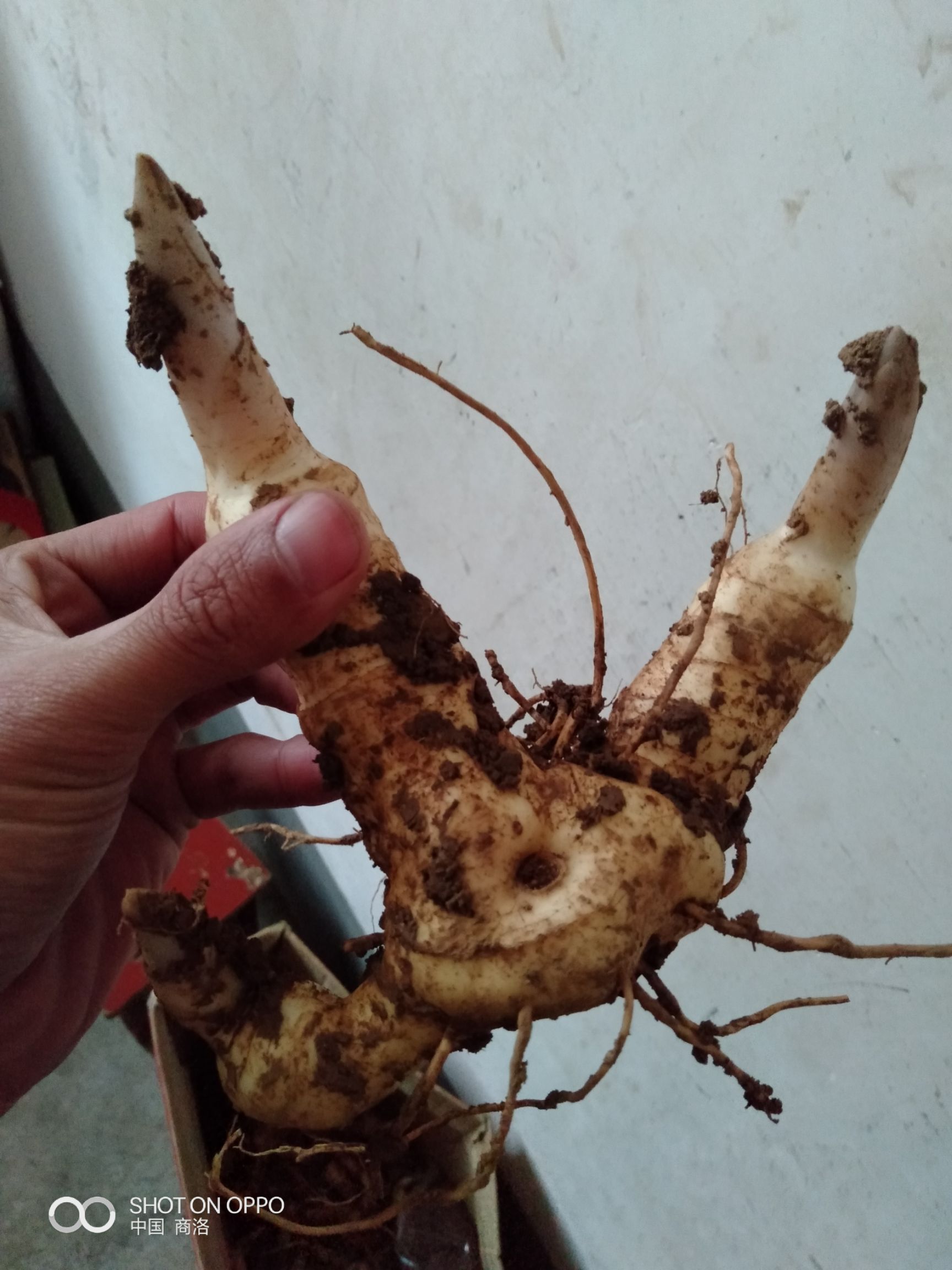 黄精  药性好，易繁殖，产量高，药食两用，古人养生，