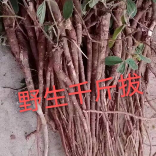 南宁千斤拔  药材