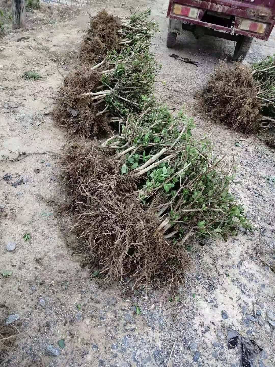 大毛花金银花苗  河南封丘金银花苗一公分以上大苗 大毛花品种
