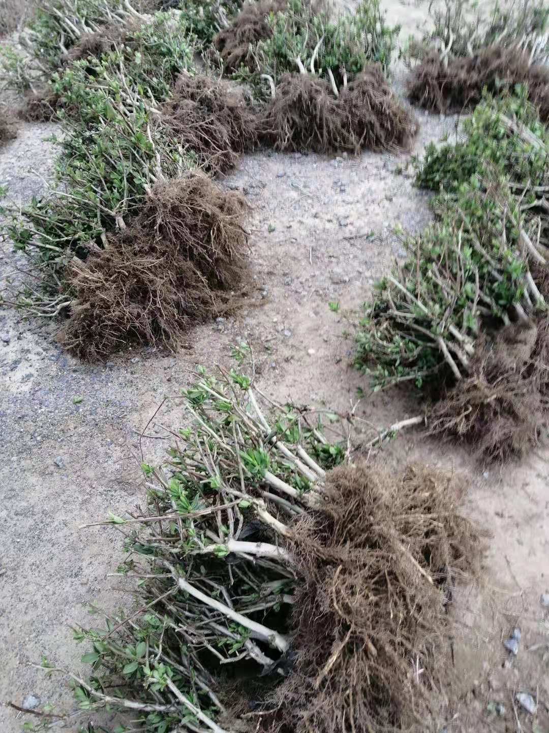大毛花金银花苗  河南封丘金银花苗一公分以上大苗 大毛花品种