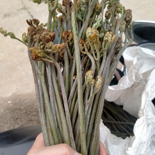 衡东县高山野生蕨菜