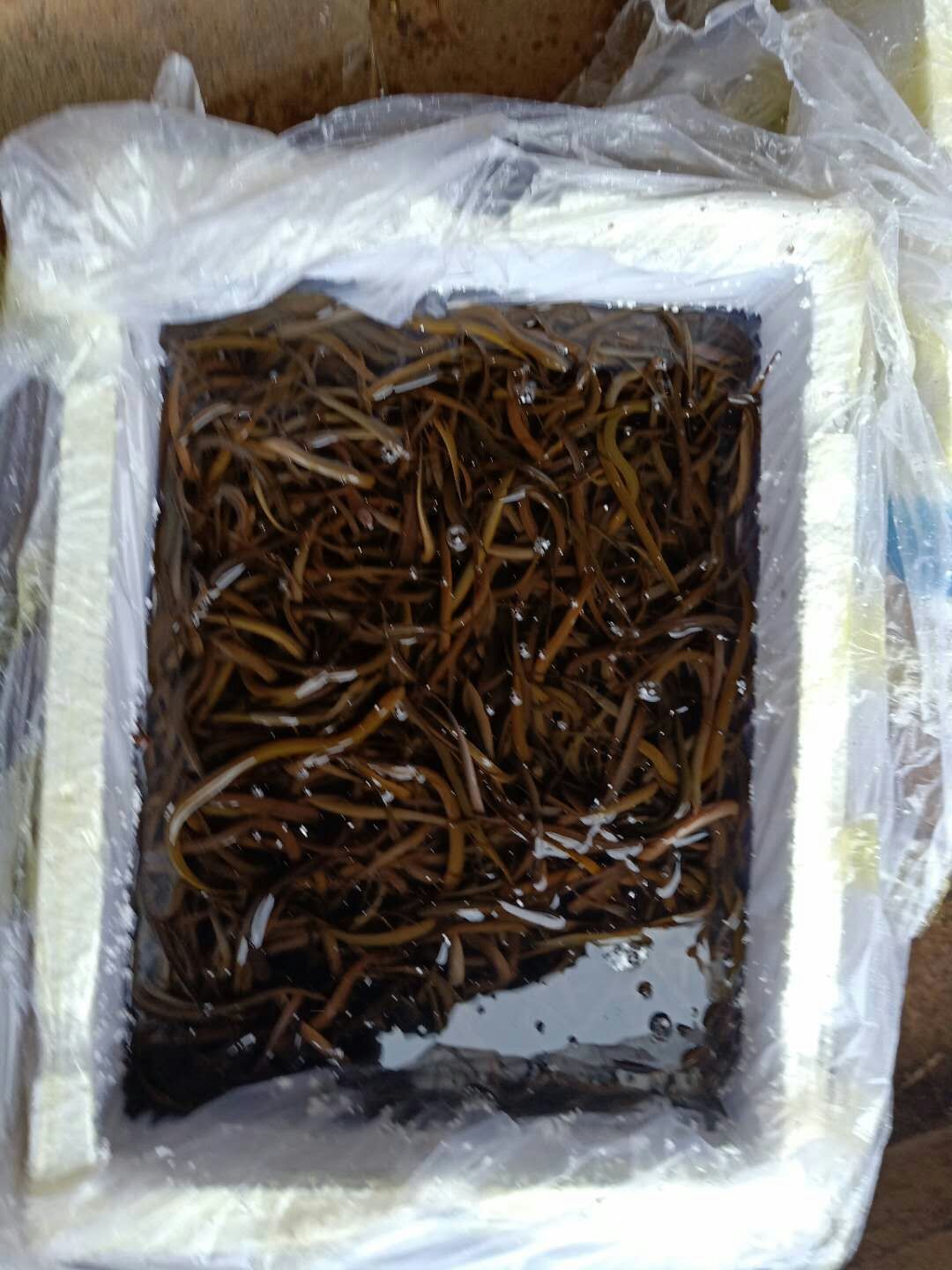 黄鳝苗，各种规格黄鳝苗，提供养殖技术服务，量大可以免费送货。