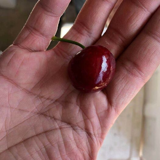 瓦房店市美早樱桃  制作最好的樱桃