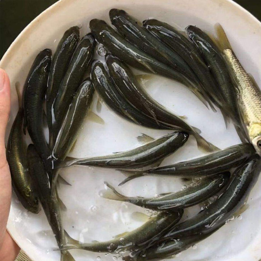 淮安 青鱼苗10公分左右