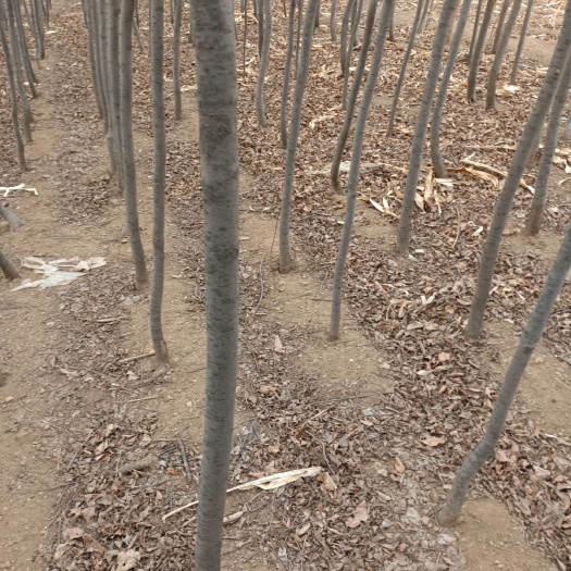 開原市紫葉稠李苗 紫葉稠李 秋天的樹葉是紫紅紫紅的 夏天足焦綠焦綠
