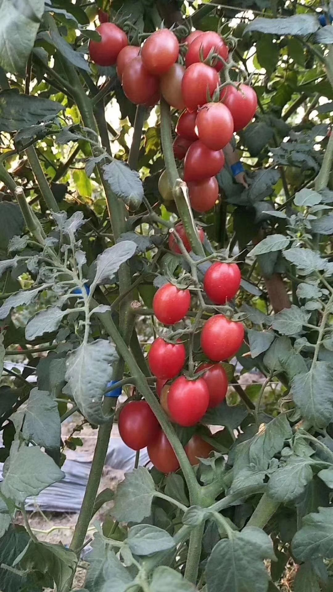 釜山88圣女果 圣女果釜山88原产地直销,颜色正口感好大小匀称