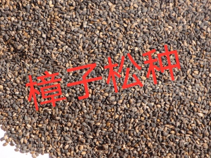 樟子松种子产地直销质有保障，不比价格比质量