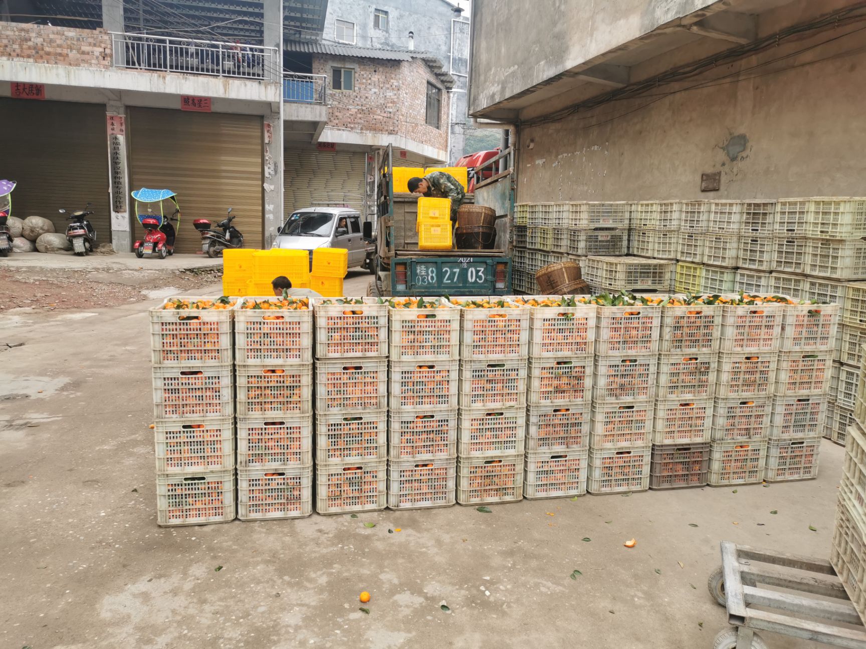 无籽沙糖桔 口感好