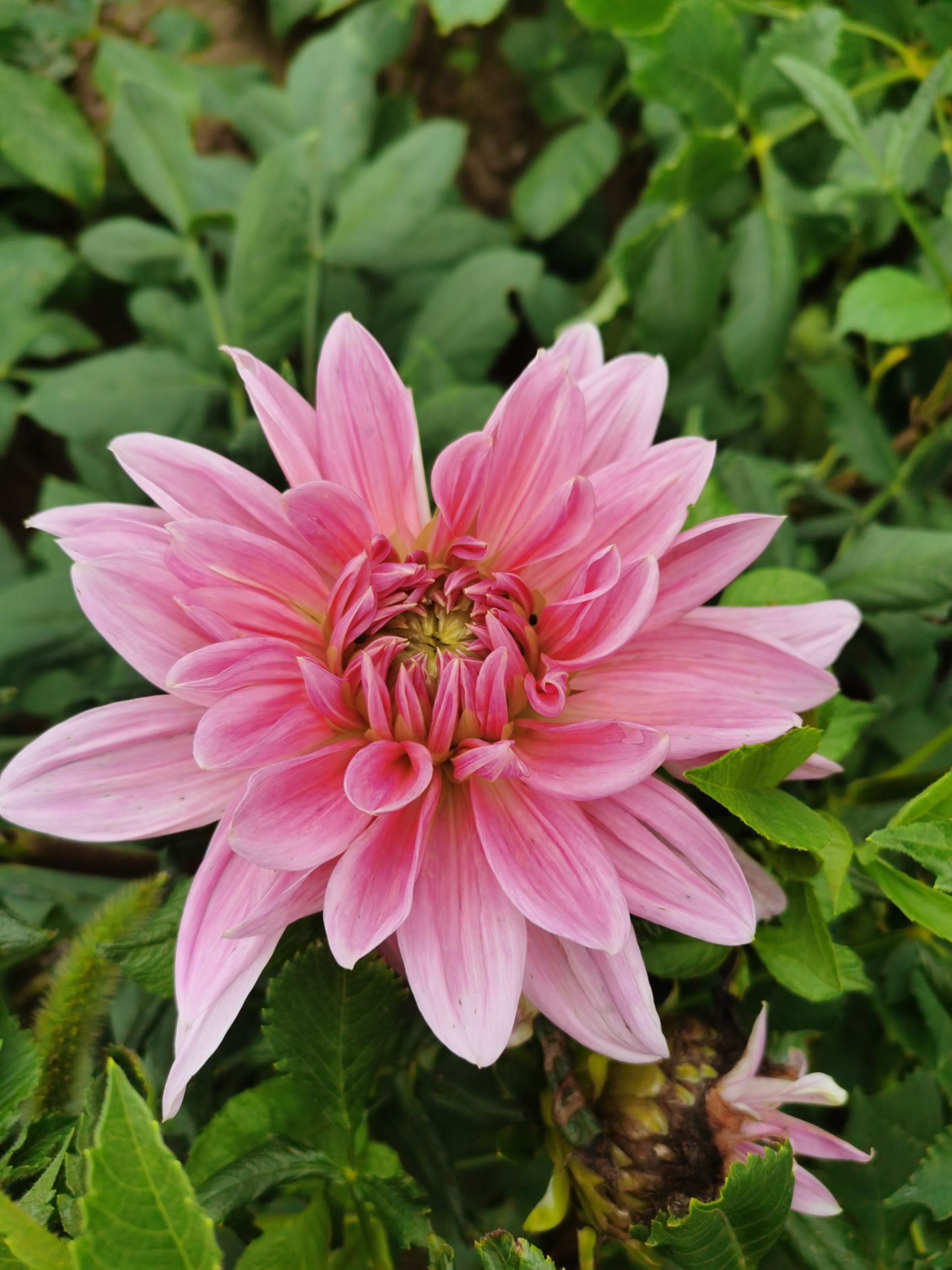 大丽花苗  大丽花种子，