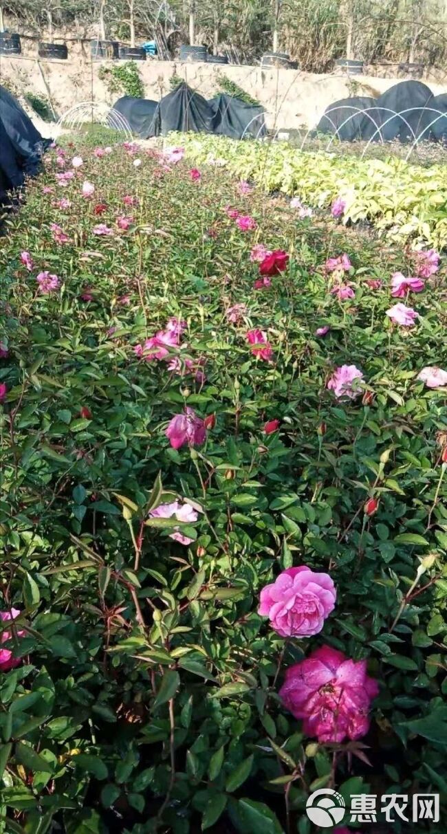 丰花月季 月月红 基地直销 量大从优