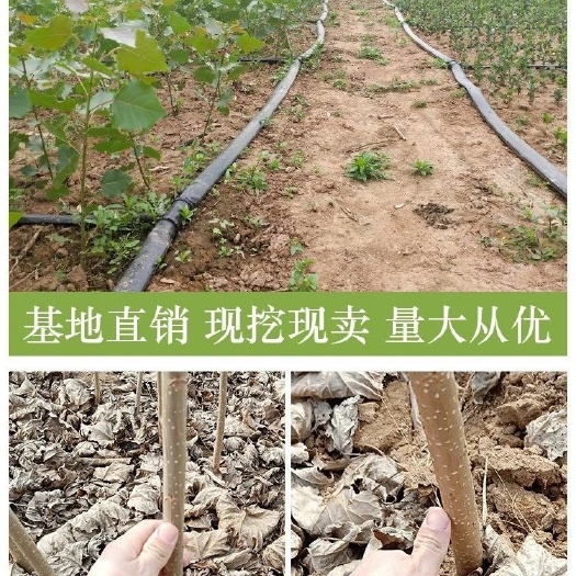 邳州市无絮杨3804  速生杨树苗批发无絮南林3412无絮杨不飘絮杨树无絮3804