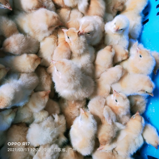 广州肉鸡苗  优质鸡苗  农科院土1.5  三黄鸡苗