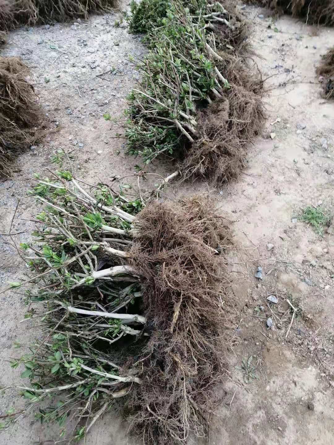 大毛花金银花苗  河南封丘金银花苗一公分以上大苗 大毛花品种