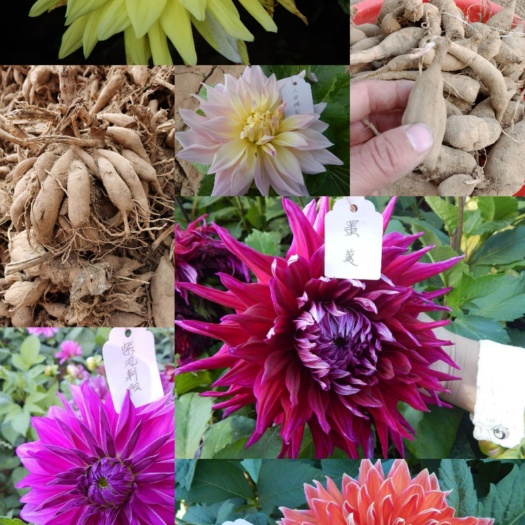 菏泽大丽花苗 大丽花