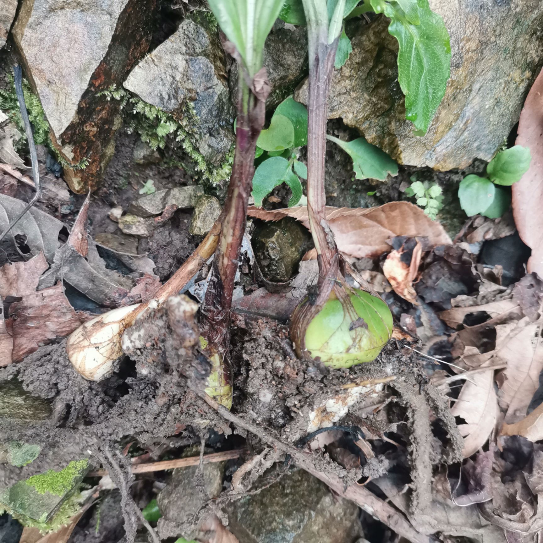 山慈菇 贵州黔东南本地毛慈菇