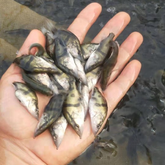 淮安金桂鱼苗 