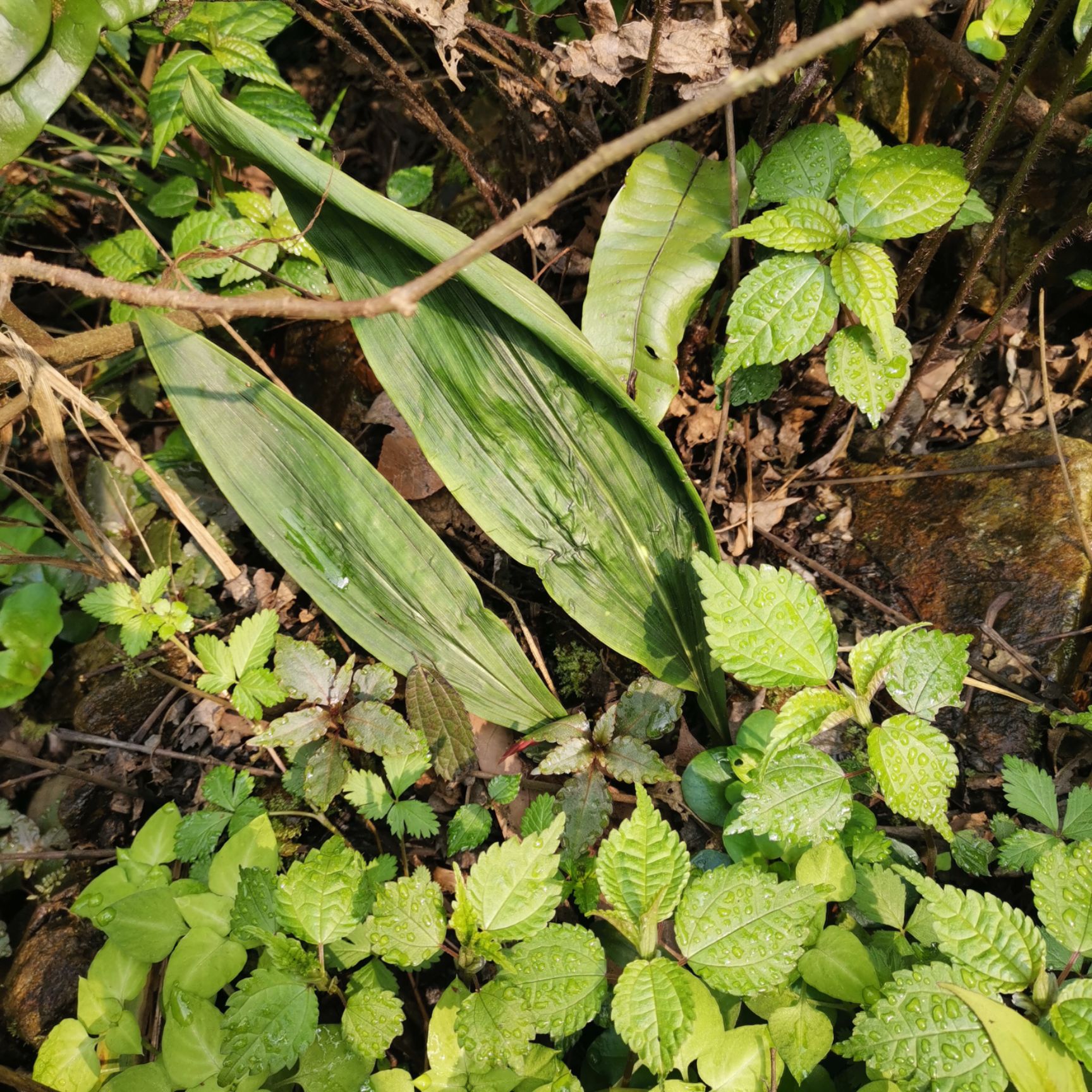 山慈菇 贵州黔东南本地毛慈菇