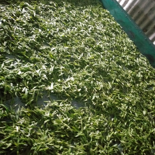 金寨县黄金茶  特产绿茶黄芽，自产自销