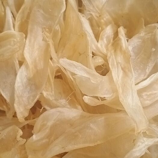 优质竹叶胶胶花胶鱼肚