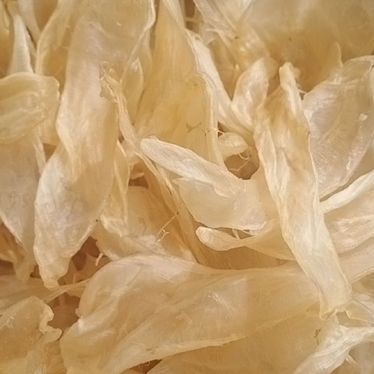 厦门优质竹叶胶胶花胶鱼肚