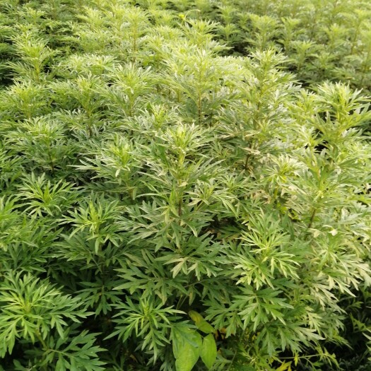 吴川市艾草 新鲜五月艾叶