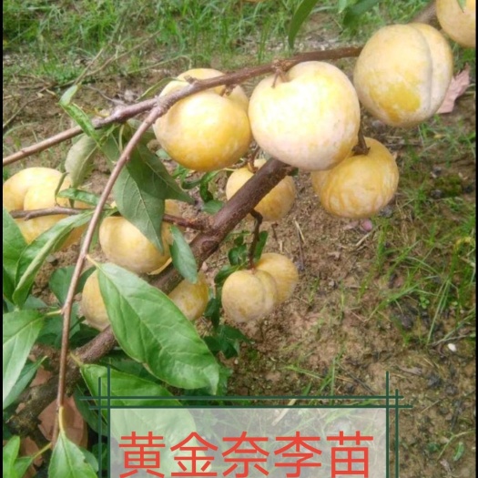 芷江县黄金奈李苗黄金李苗果熟后金黄色大果亲巴甜耐储运苗子现挖包邮