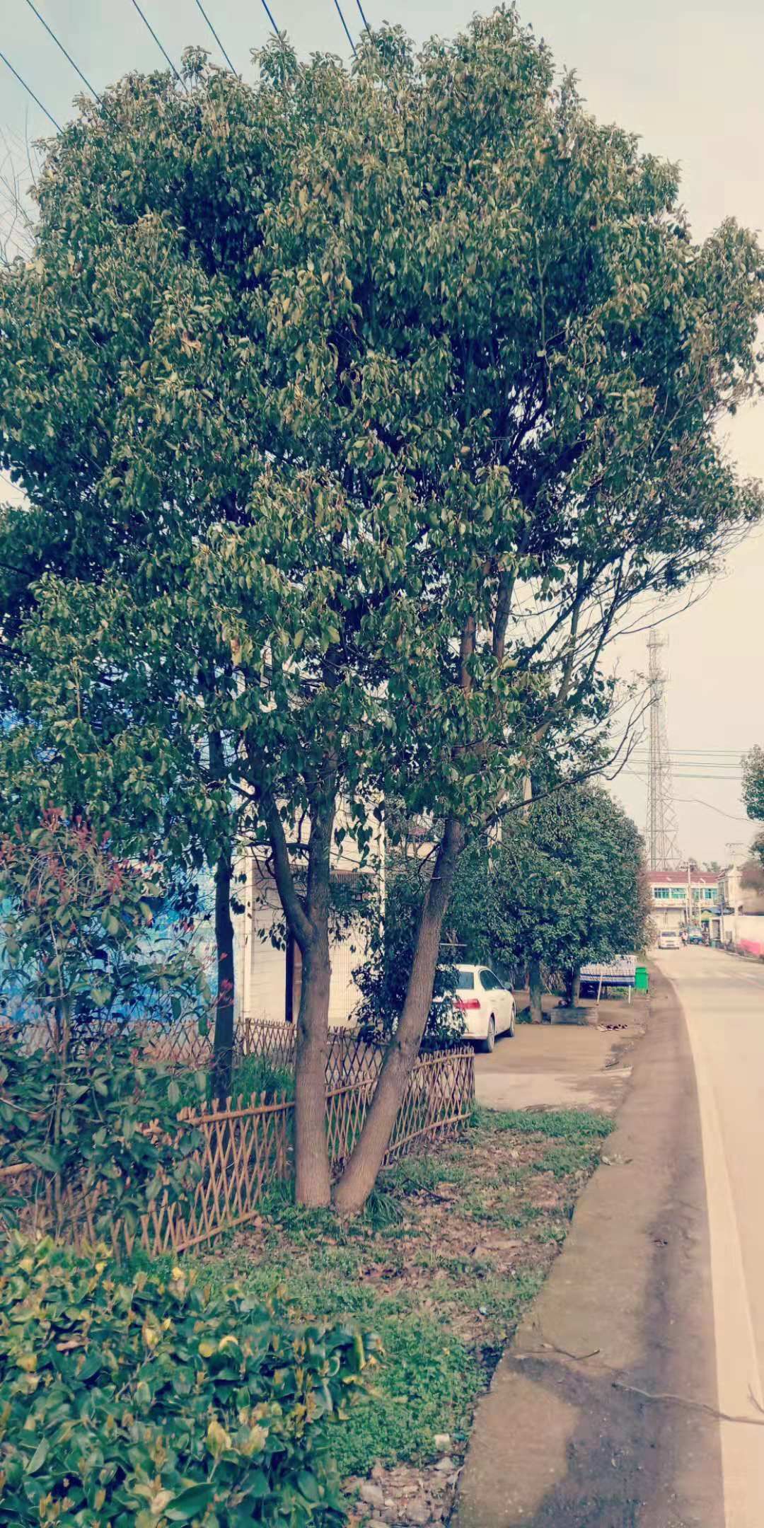 丛生朴树  专业出售园林绿化用树：
