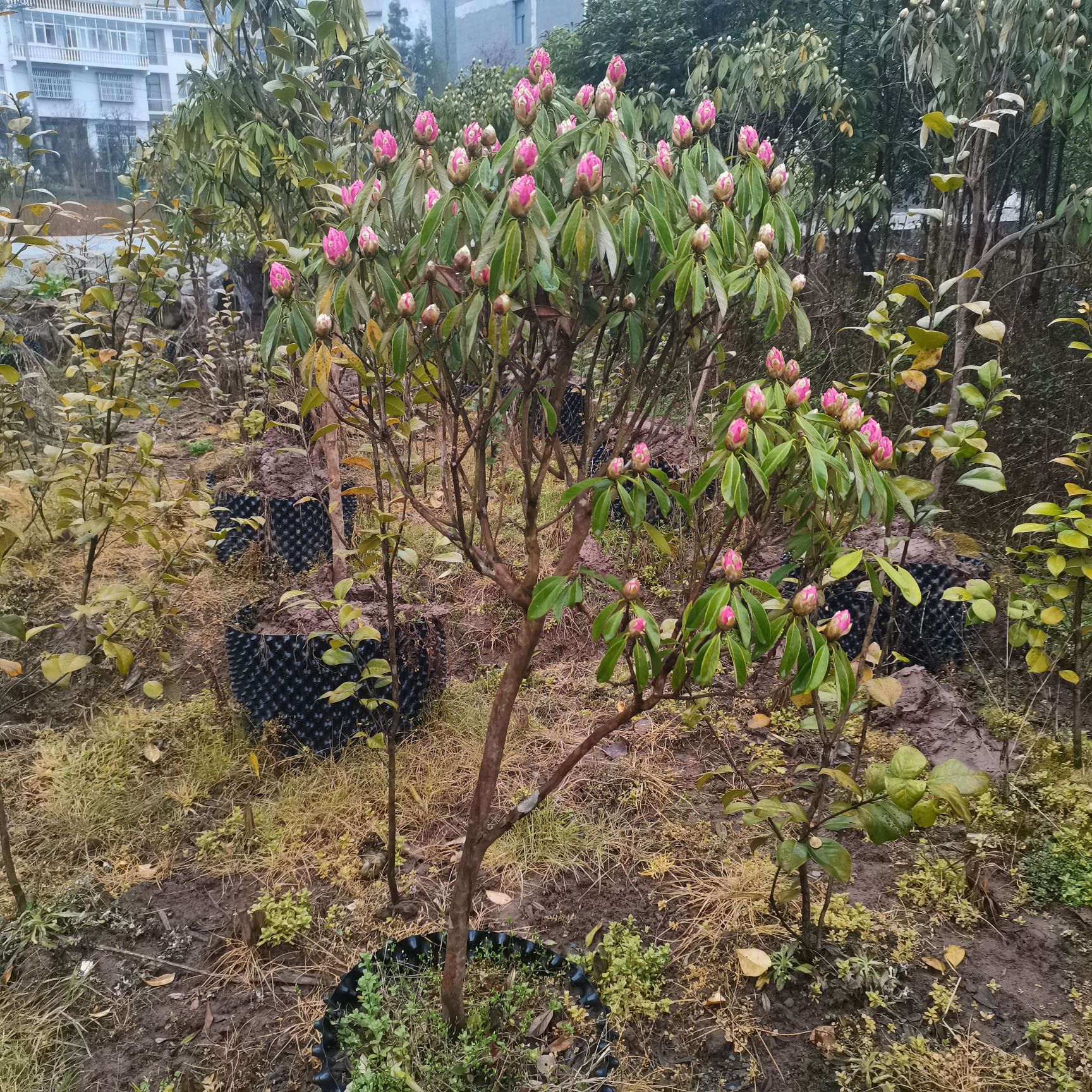 高山杜鹃  只有高山才有的杜鹃