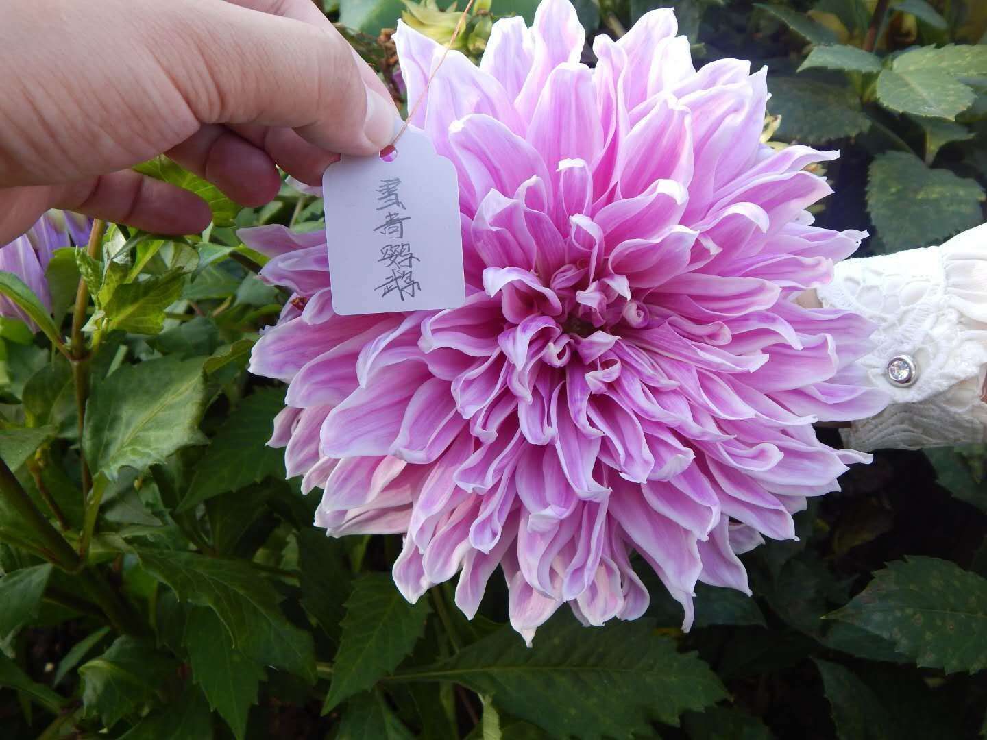 大丽花苗 大丽花