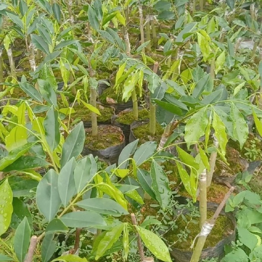 茂名奇楠沉香树 优良品种，春天种植又省力又省心