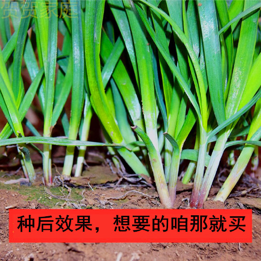 南宫市韭菜根  易成活，发货及时农家自家种植