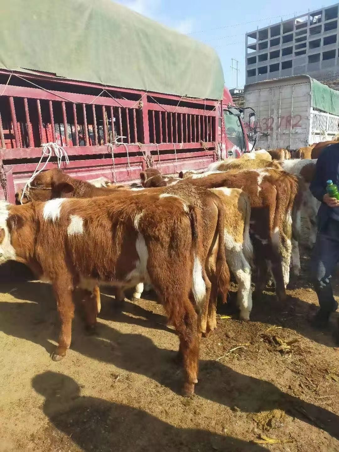 广西养牛基地小牛批发图片