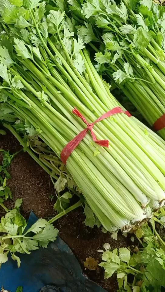 暖棚种植西芹菜，大量上市色泽鲜明口感清翠，诚信报价，量大从优