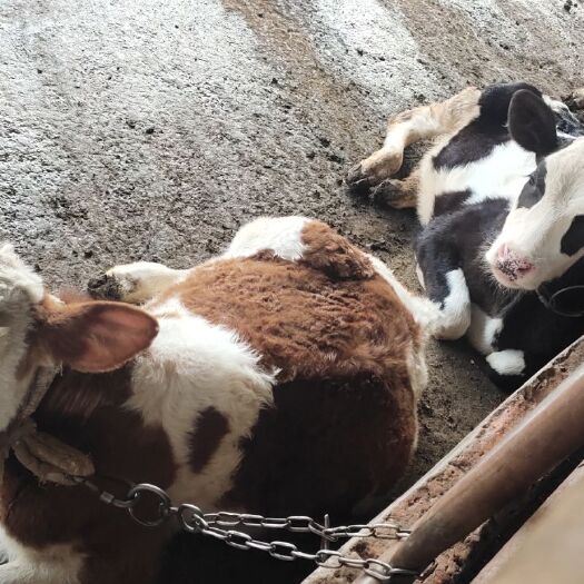 宜良县 自家奶牛，不想养了，全群处理，有大有小，欢迎看牛