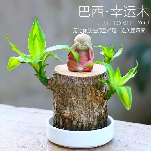 沭阳县 水培巴西木盆栽，格鲁特，小和尚，小哪吒包发芽