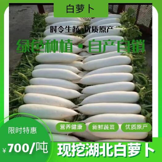 利川市富硒白萝卜，皮薄肉厚。一手货源，量大从优。欲购从速。